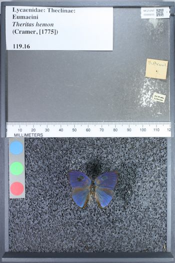 Media type: image;   Entomology 69255